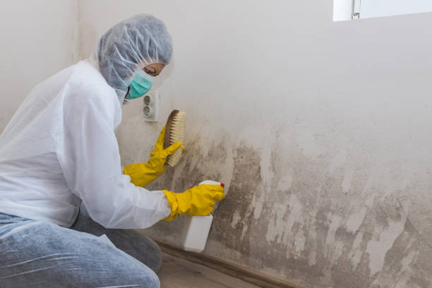 Best Mold Damage Restoration  in Brushy Creek, TX